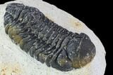 Bargain, Austerops Trilobite - Ofaten, Morocco #106035-3